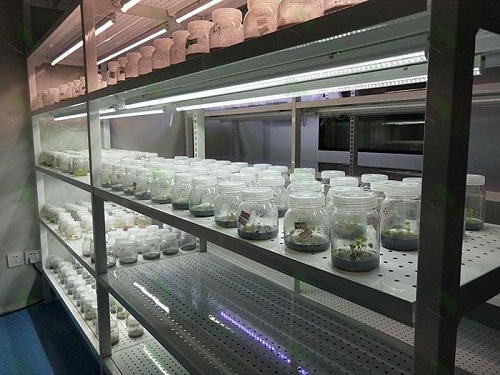 白云矿区植物组织培养实验室设计建设方案